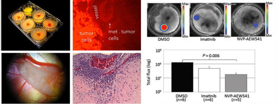 CAM Assay (for details, see Mol Cancer Ther. 2011 Apr;10:697)
